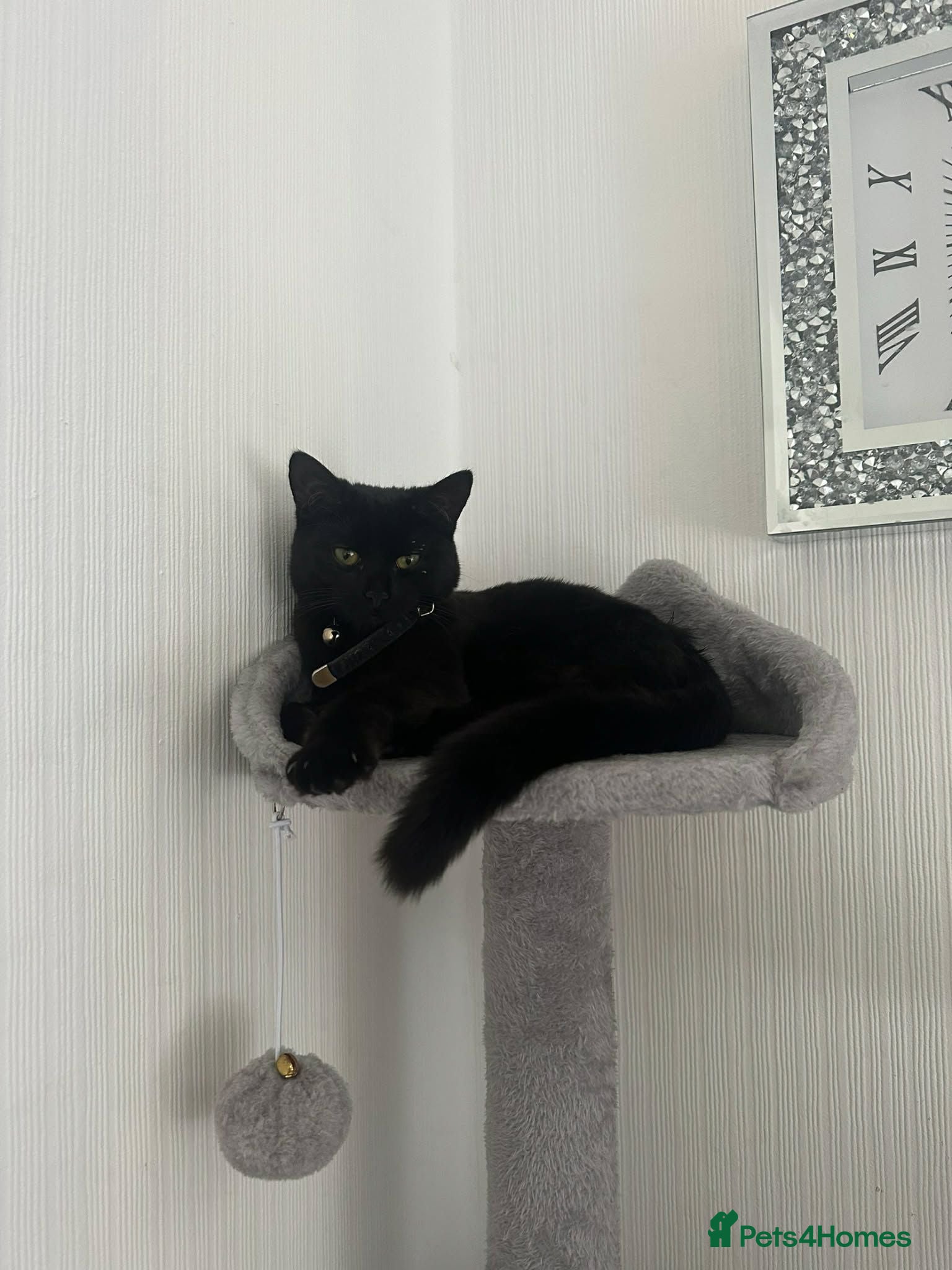 British Longhair cats Beautiful 10 month old Female. Ergent rehome. - Advert 1