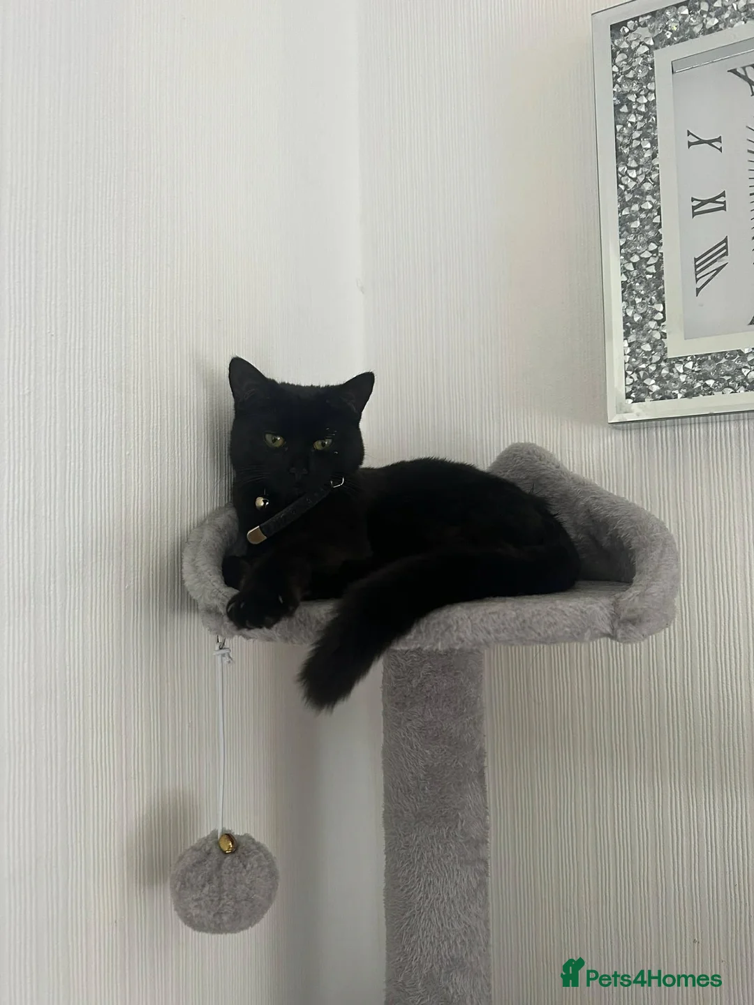 British Longhair cats for sale: Beautiful 10 month old Female. Ergent rehome. - Advert 1