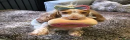 Cocker Spaniel dogs for sale: 🧡🐾🧡Beautiful Cocker Spaniel Puppies coming soon - Advert 3