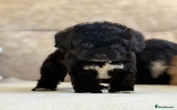 Cockapoo dogs for sale: F1 cockapoo puppies PRA TESTED - Image 19