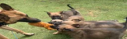 Mixed Breed dogs for sale: Litter of 10 Gsd X Mal  - Advert 4