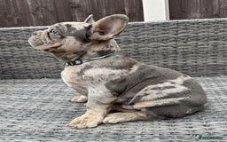 French Bulldog dogs for sale: French Bulldog Puppies with 3 Vaccines Included in Walton-on-Thames - Image 17