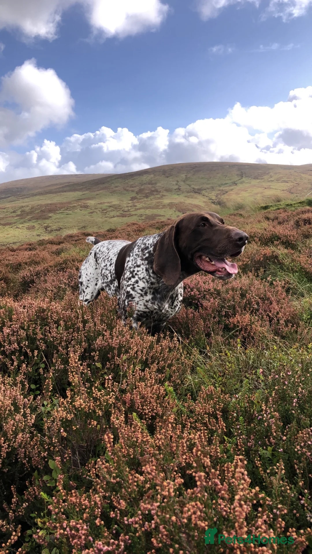 German Shorthaired Pointer dogs for stud: Excellent example Gsp kc and health tested. STUD in Lancaster - Advert 3