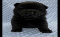 Chow Chow dogs for sale: Quality chow chow pups - Image 40