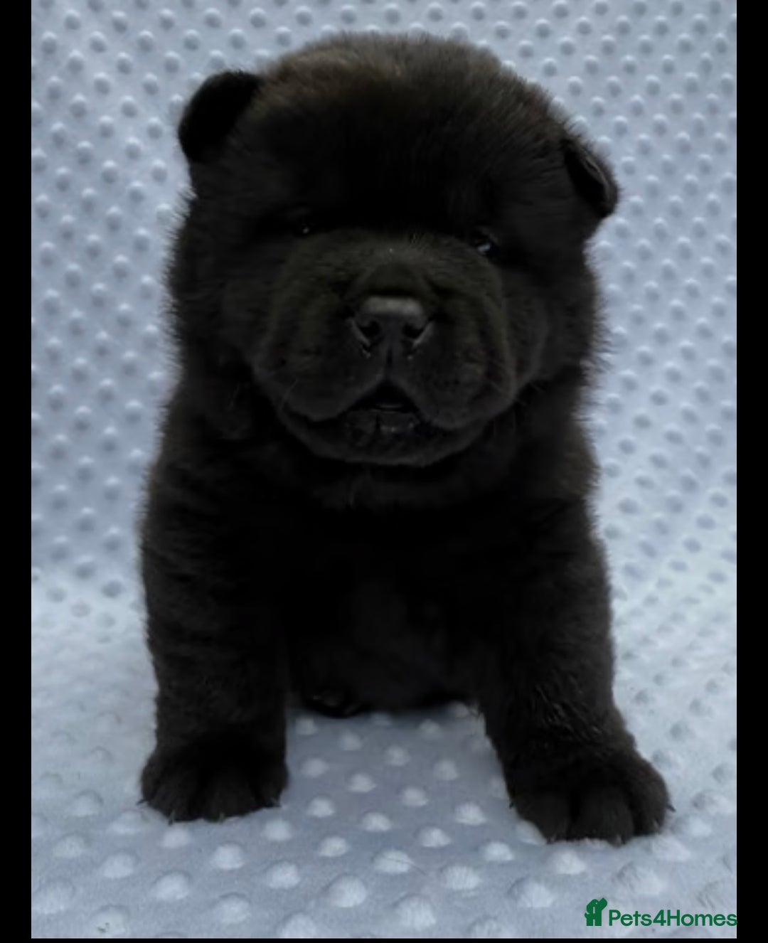 Chow Chow dogs for sale: Quality chow chow pups - Image 40