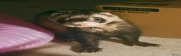 Ferret rodents for sale: Two Friendly Male Ferrets with Cage & Toys - Advert 7