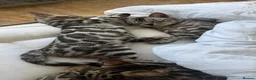Bengal cats for sale: BENGAL 🔥 KITTENS TICA REGISTERED  - Advert 25