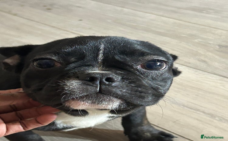 French Bulldog dogs - Advert 8