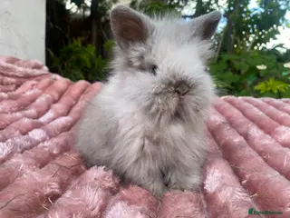 Mini Lion Lop rabbits Double main lion lops and mini lops - Advert 13