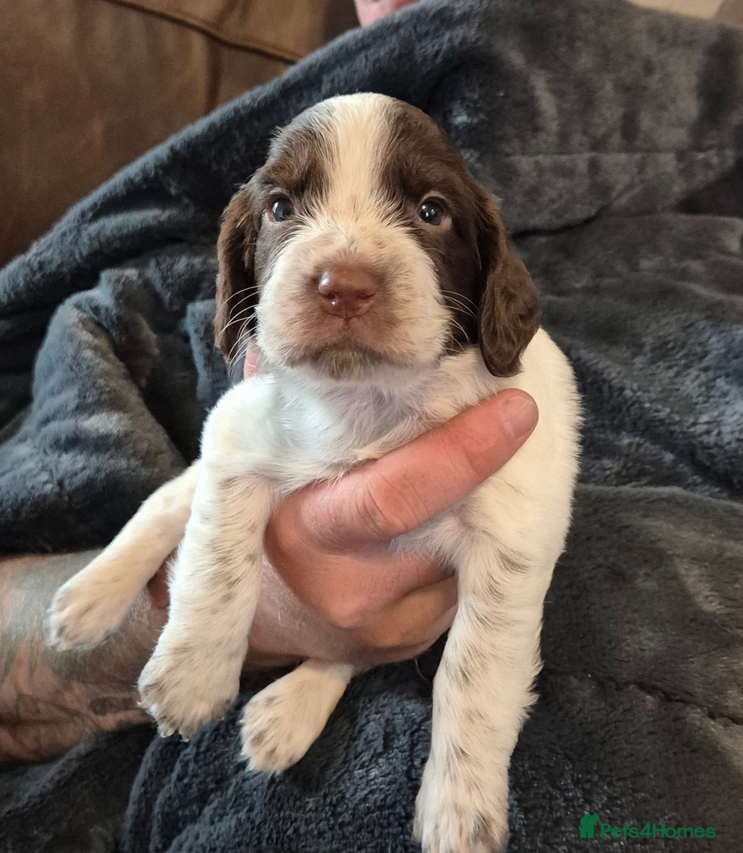 Sprocker dogs for sale: Sprocker F1  - Image 7