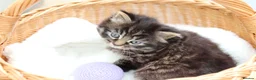 Mixed Breed cats for sale: Adorable Kittens - Advert 3