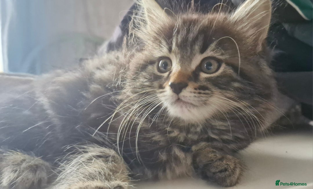 Mixed Breed cats for sale: 🐾✨️Fluffy Tabby and Littermates - Image 7