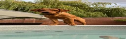 Labrador Retriever dogs for sale: Red fox Labrador litter due December 2026 in Ellesmere - Advert 4