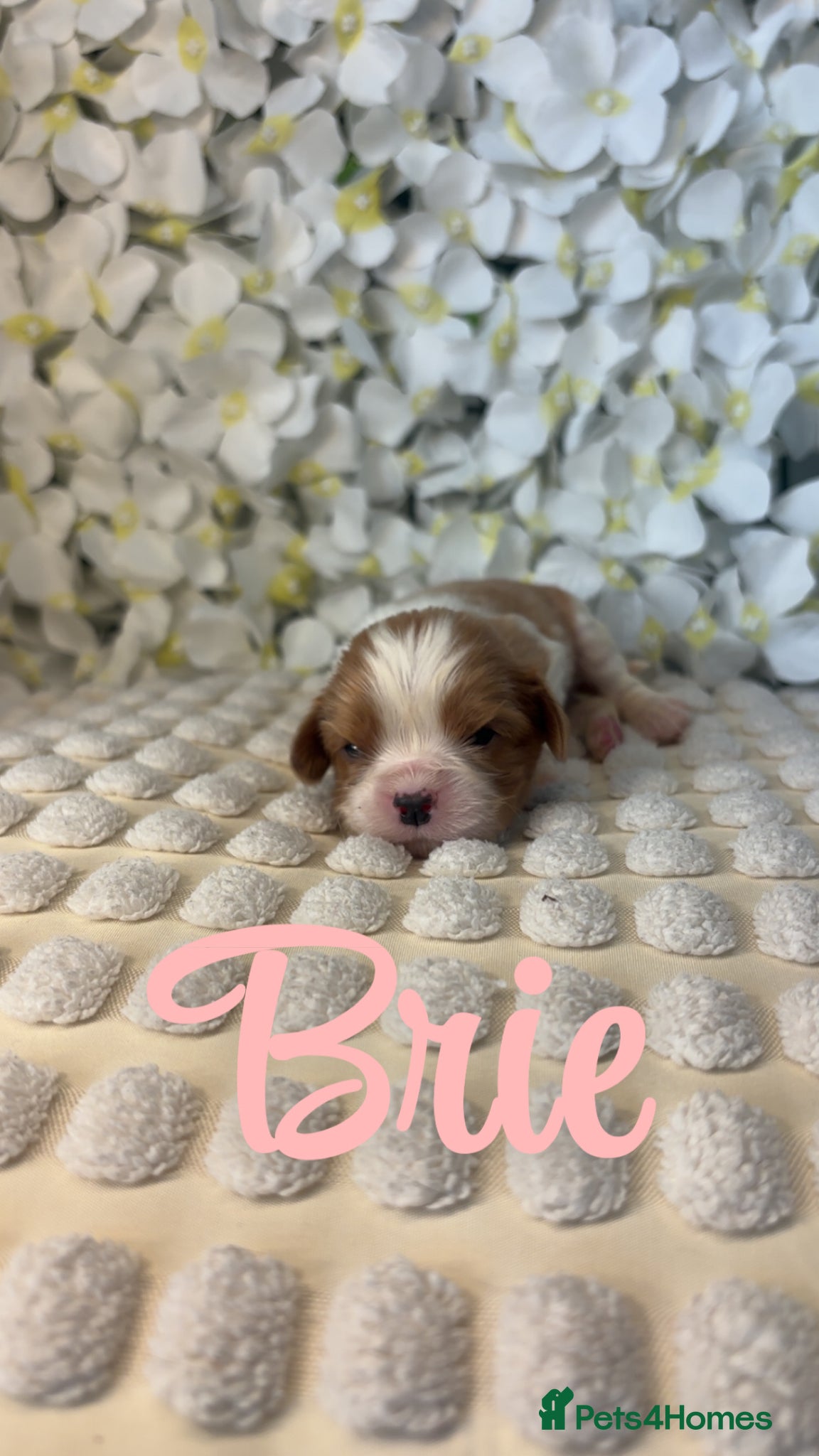 Cavalier King Charles Spaniel dogs Beautiful KC Registered Cavalier Puppies 🐶🧀 - Advert 2