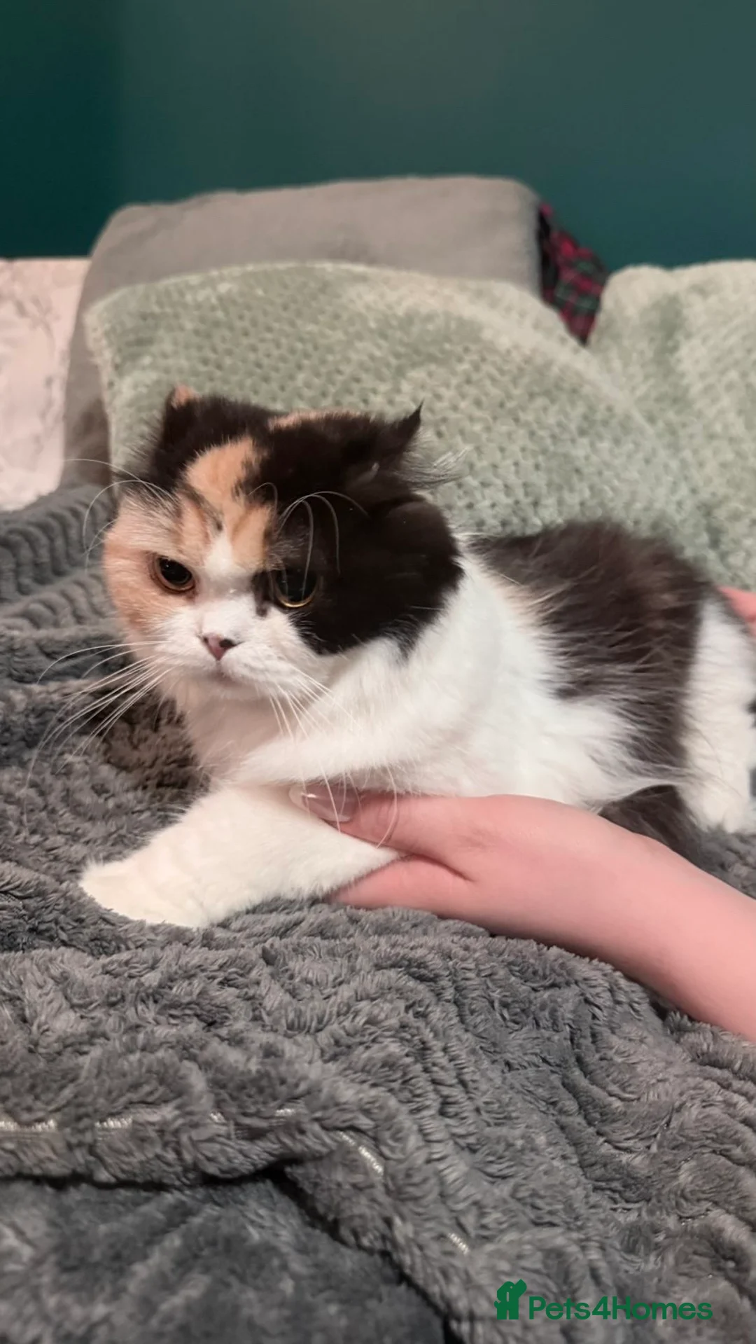 Scottish Fold cats for sale: Scottish fold x domestic kittens  - Advert 11