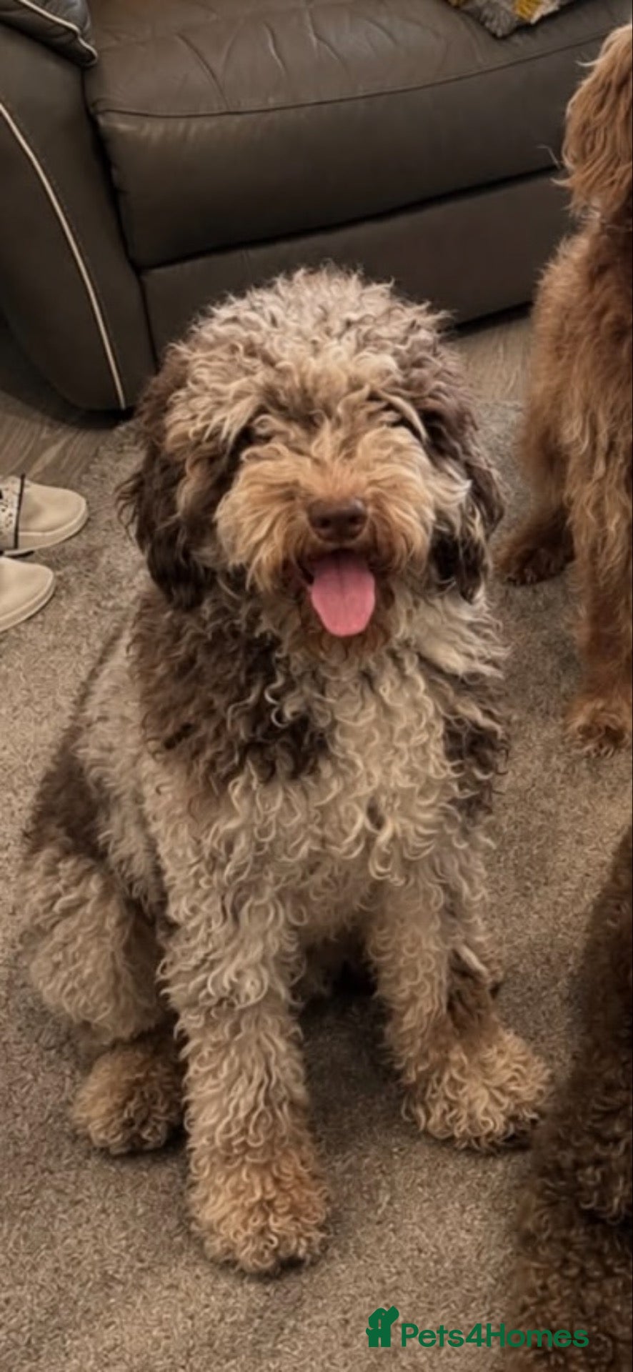 Cockapoo dogs for sale: Stunning toy F1bbb cockerpoo  - Advert 4