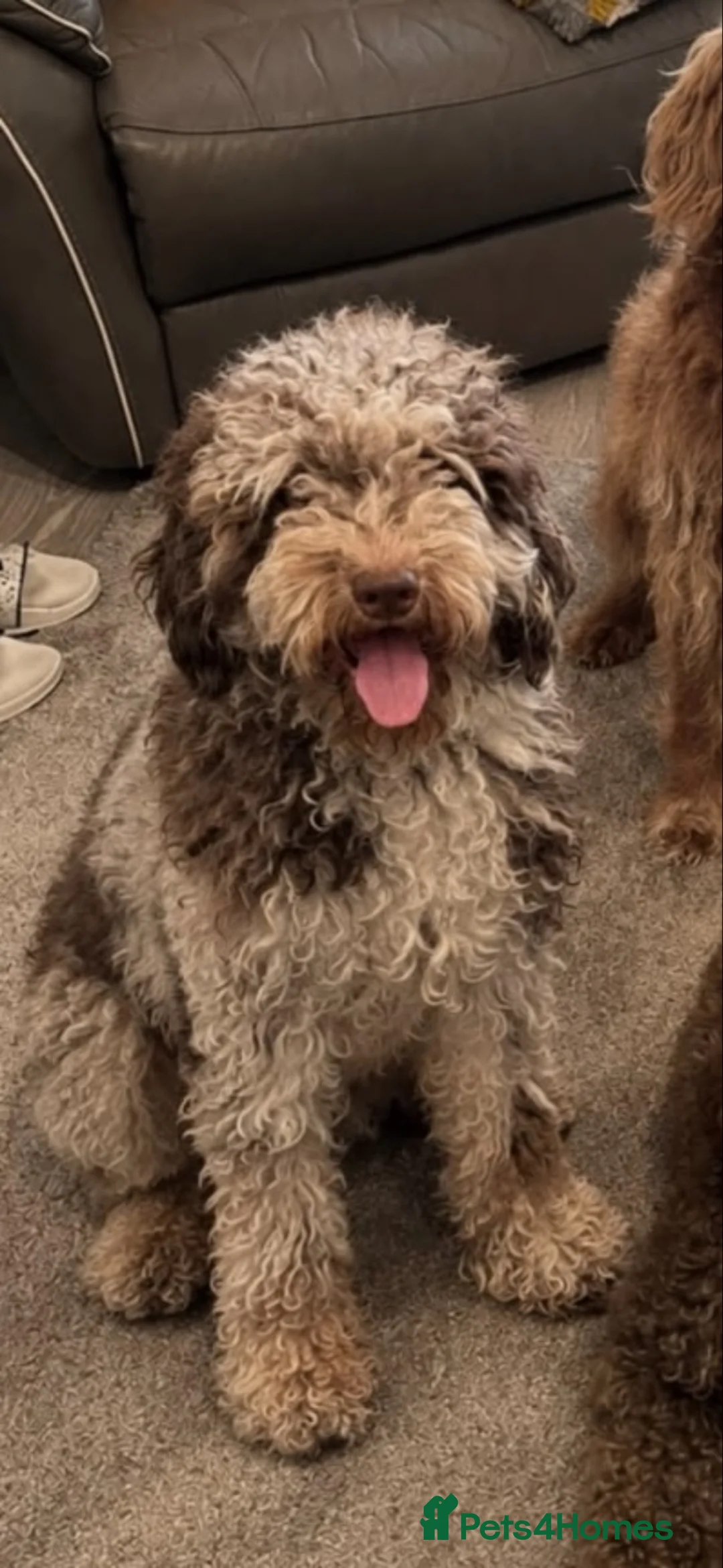 Cockapoo dogs for sale: Stunning toy F1bbb cockerpoo  in Swansea - Advert 2