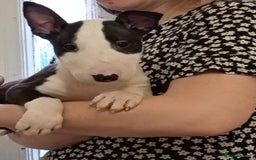 English Bull Terrier dogs for sale: 2 male English bull terrier pups - Image 11