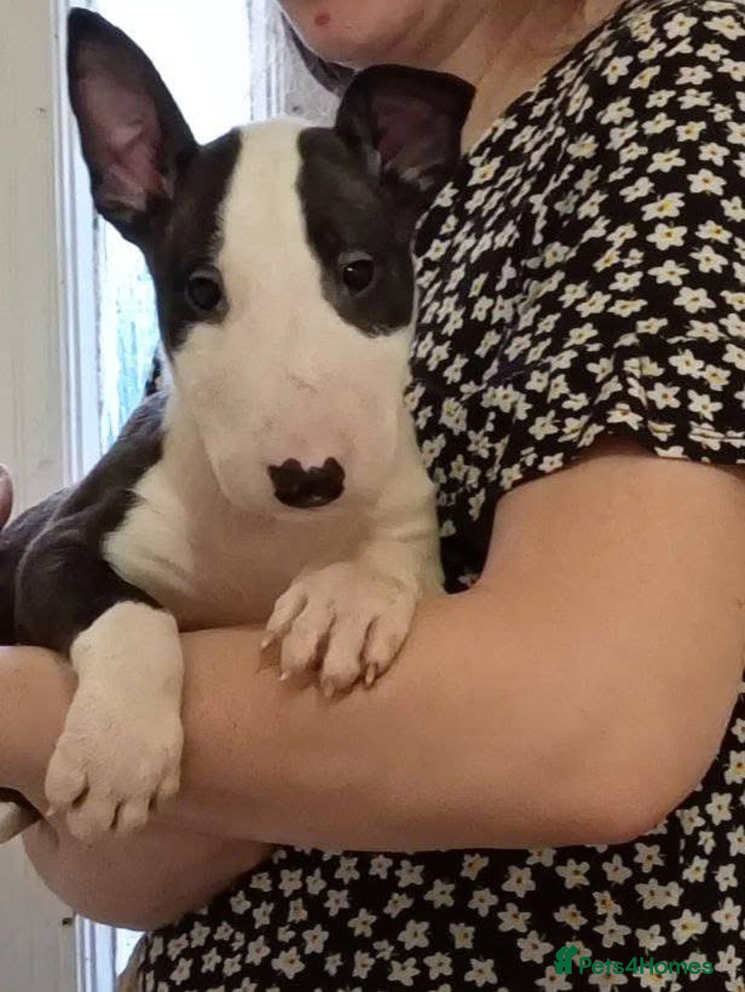 English Bull Terrier dogs for sale: 2 male English bull terrier pups - Image 11
