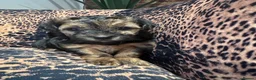 Morkie dogs for sale: Gorgeous Morkie Puppies  - Advert 13