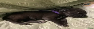 Great Dane Puppy 8 (Ruby) Purple collar.