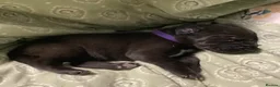 Great Dane dogs for sale: Great Dane puppies for sale - Advert 5