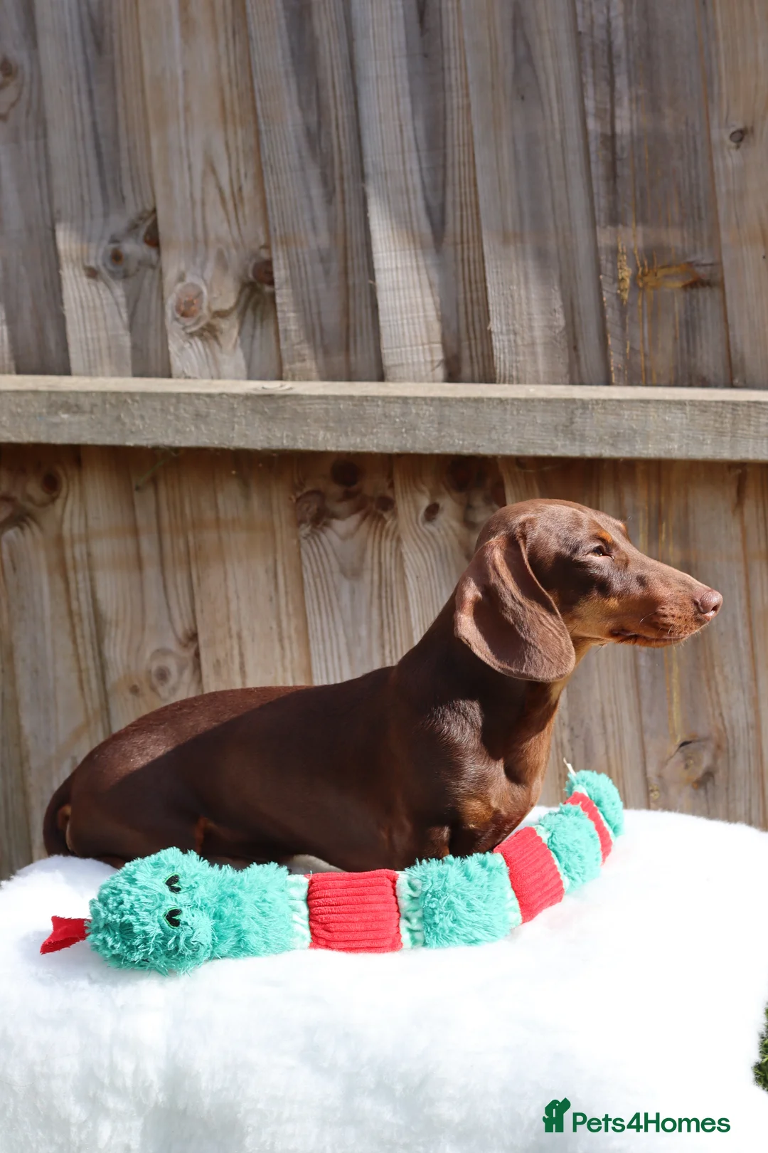 Dachshund dogs for stud: Chocolate and tan miniature dachshund for stud - Advert 5