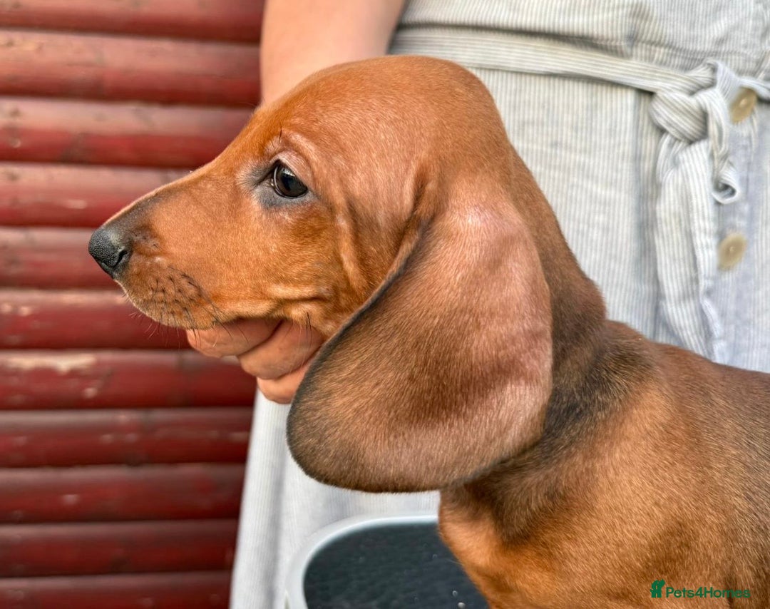 Dachshund dogs for sale: champion bred dachshunds  - Image 9