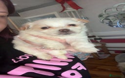 Mixed Breed dogs for sale: Pom x pups - Image 1