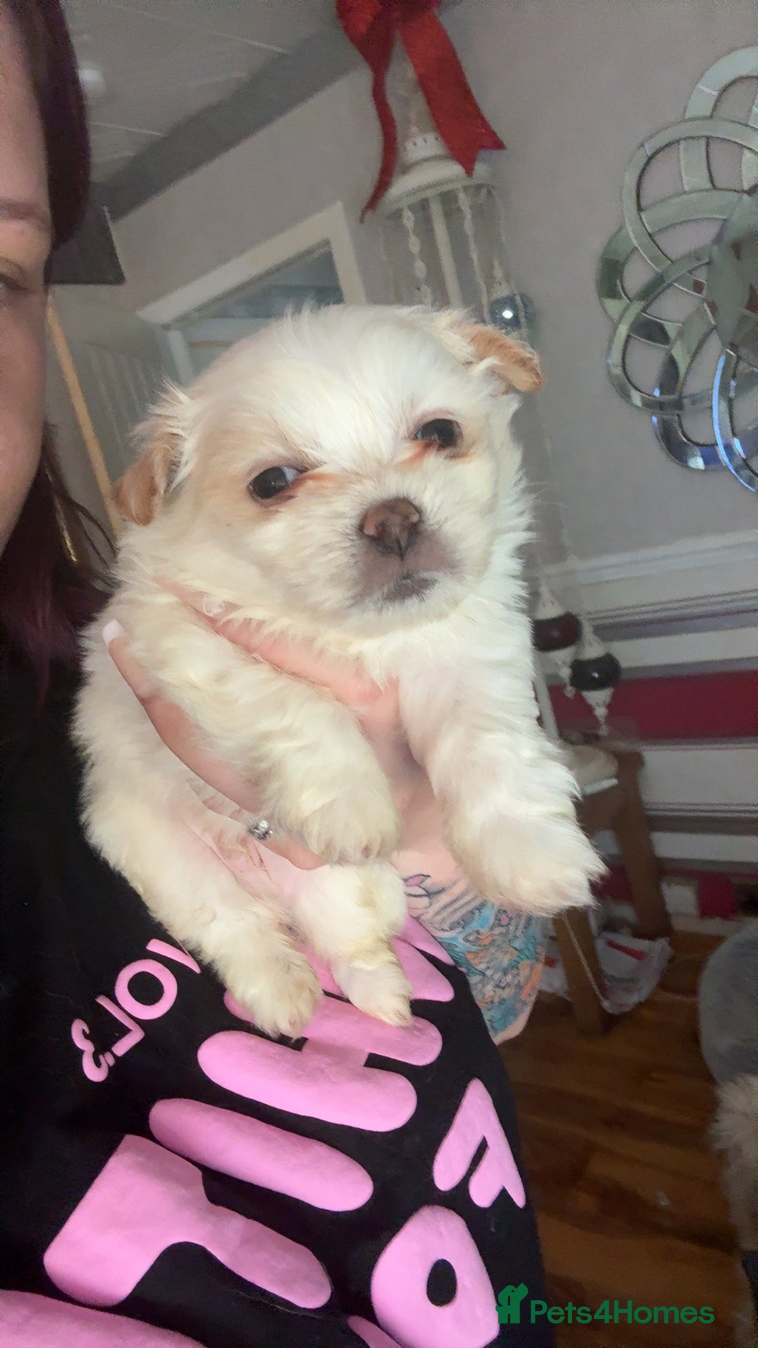 Mixed Breed dogs for sale: Pom x pups - Image 1