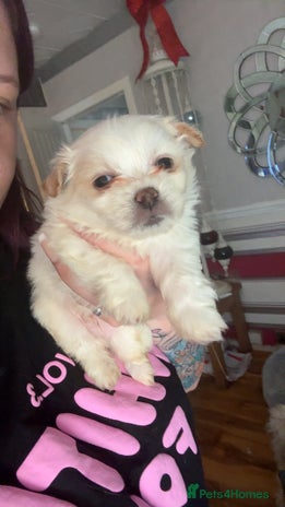 Mixed Breed dogs - Advert 2