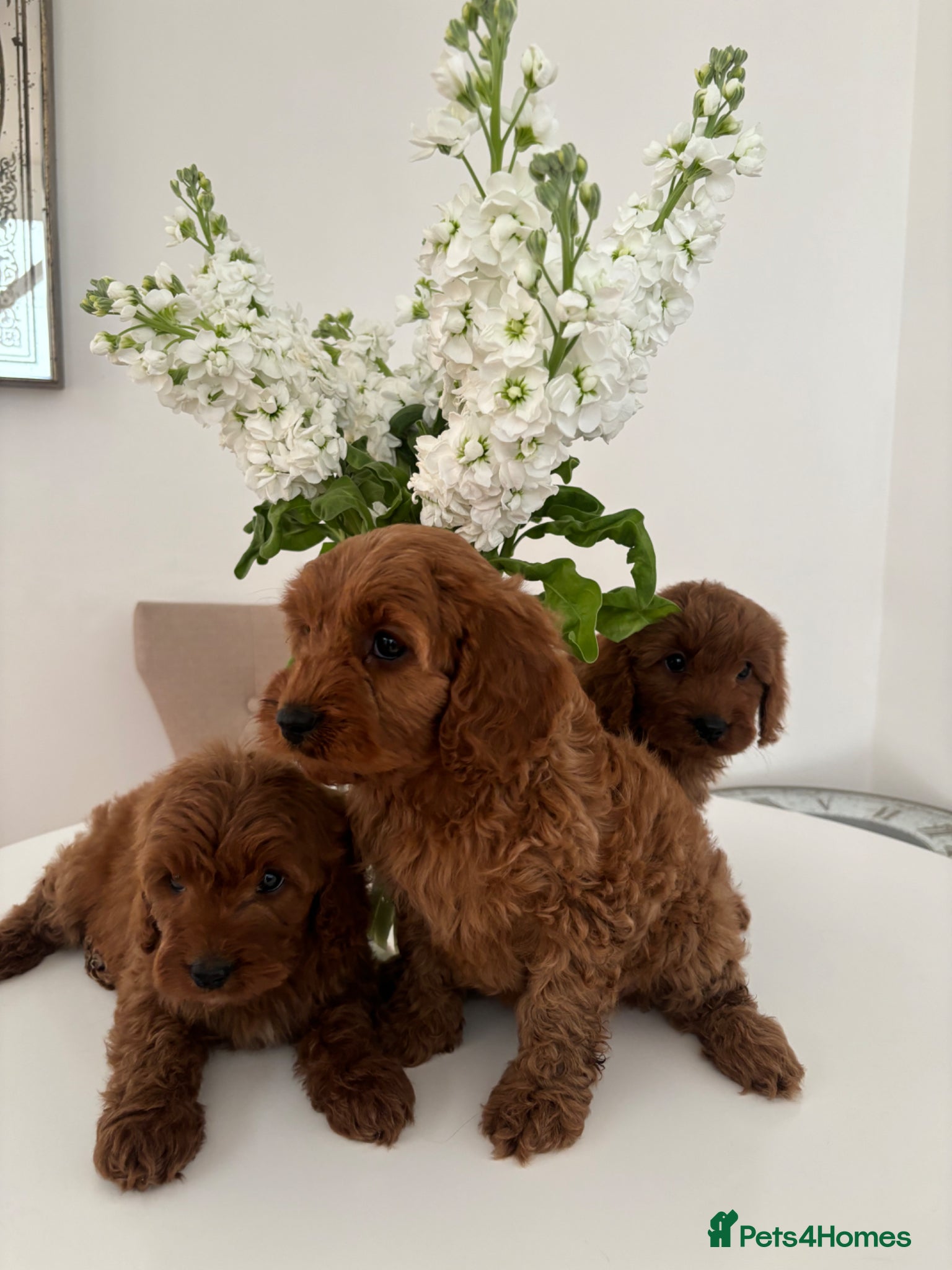 Cavapoo dogs F1 fox red CAVAPOO puppies  - Advert 2