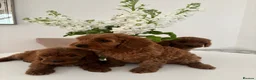 Cavapoo dogs for sale: F1 fox red CAVAPOO puppies  - Advert 2