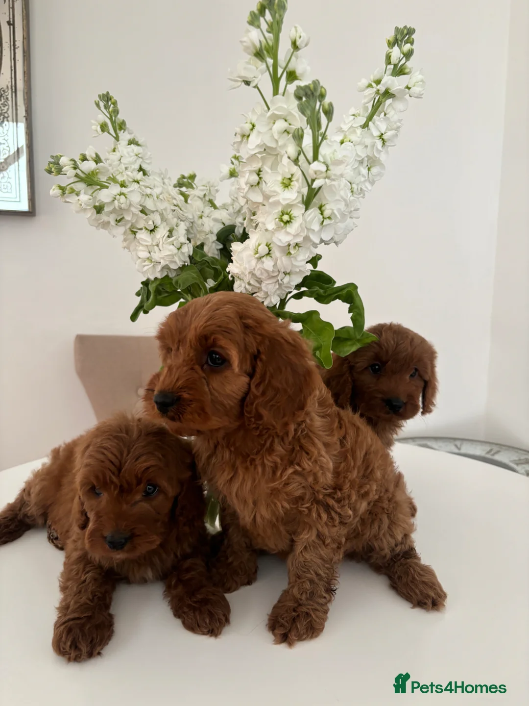 Cavapoo dogs for sale: F1 fox red CAVAPOO puppies  - Advert 2