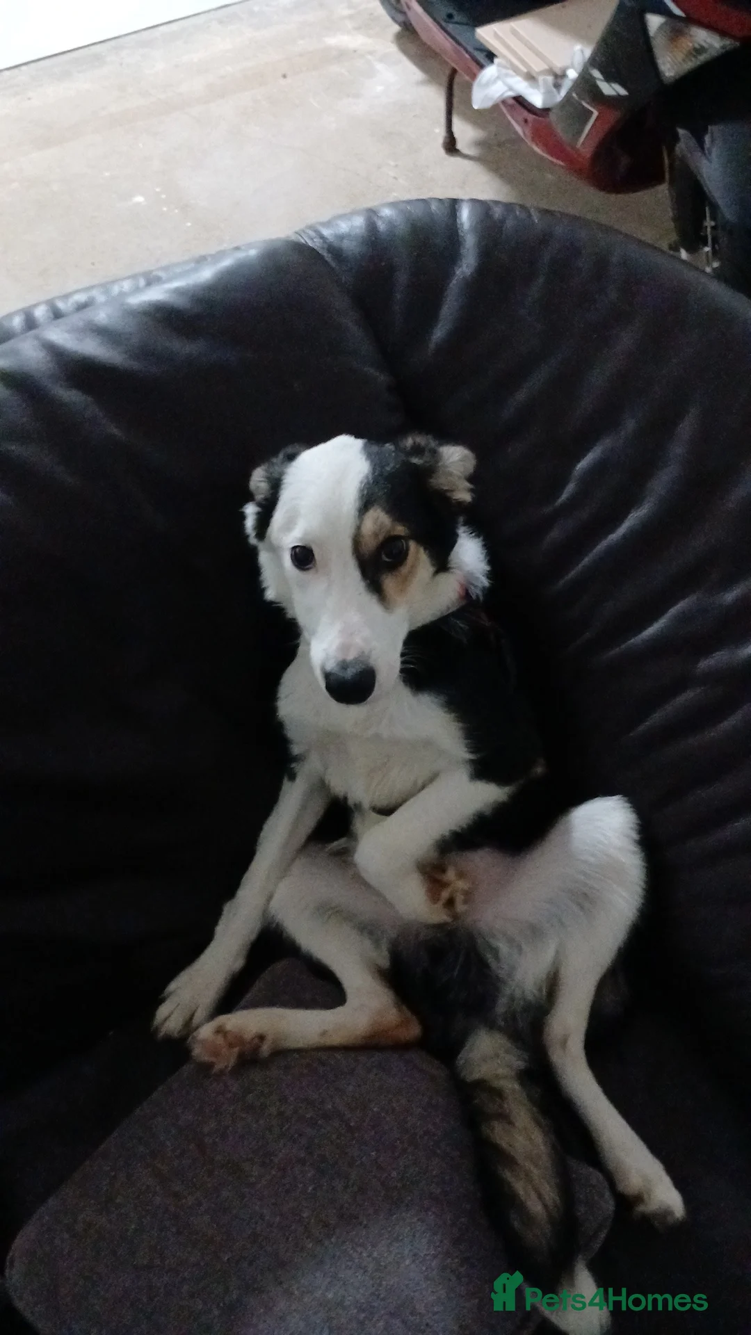 Border Collie dogs for sale: Free due to ill health  - Advert 2