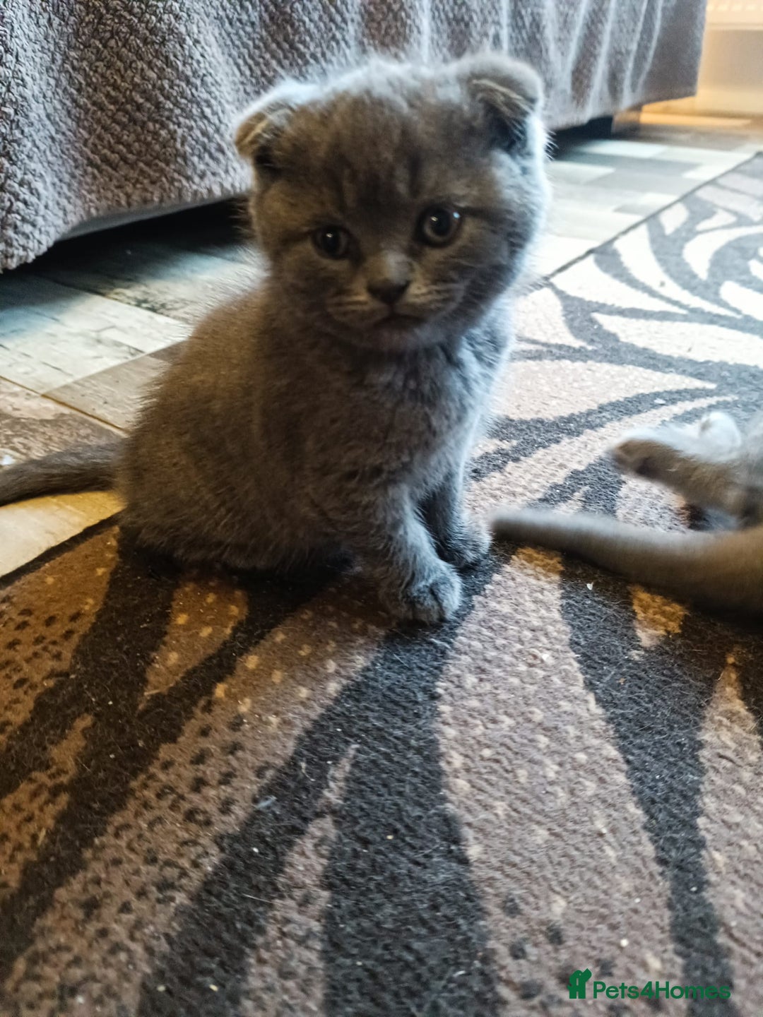 Scottish Fold cats for sale: Scottish Fold Kittens - Advert 7