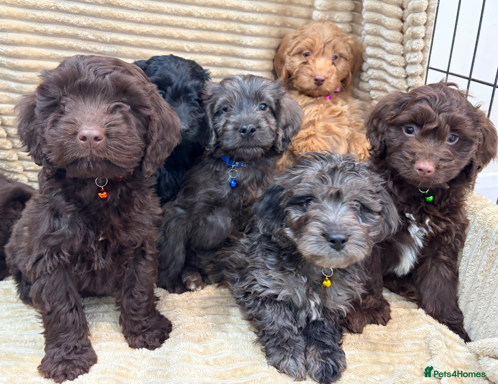 Cockapoo dogs Beautiful Cockapoo Puppies  - Advert 2