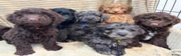 Cockapoo dogs for sale: Beautiful Cockapoo Puppies  - Advert 2