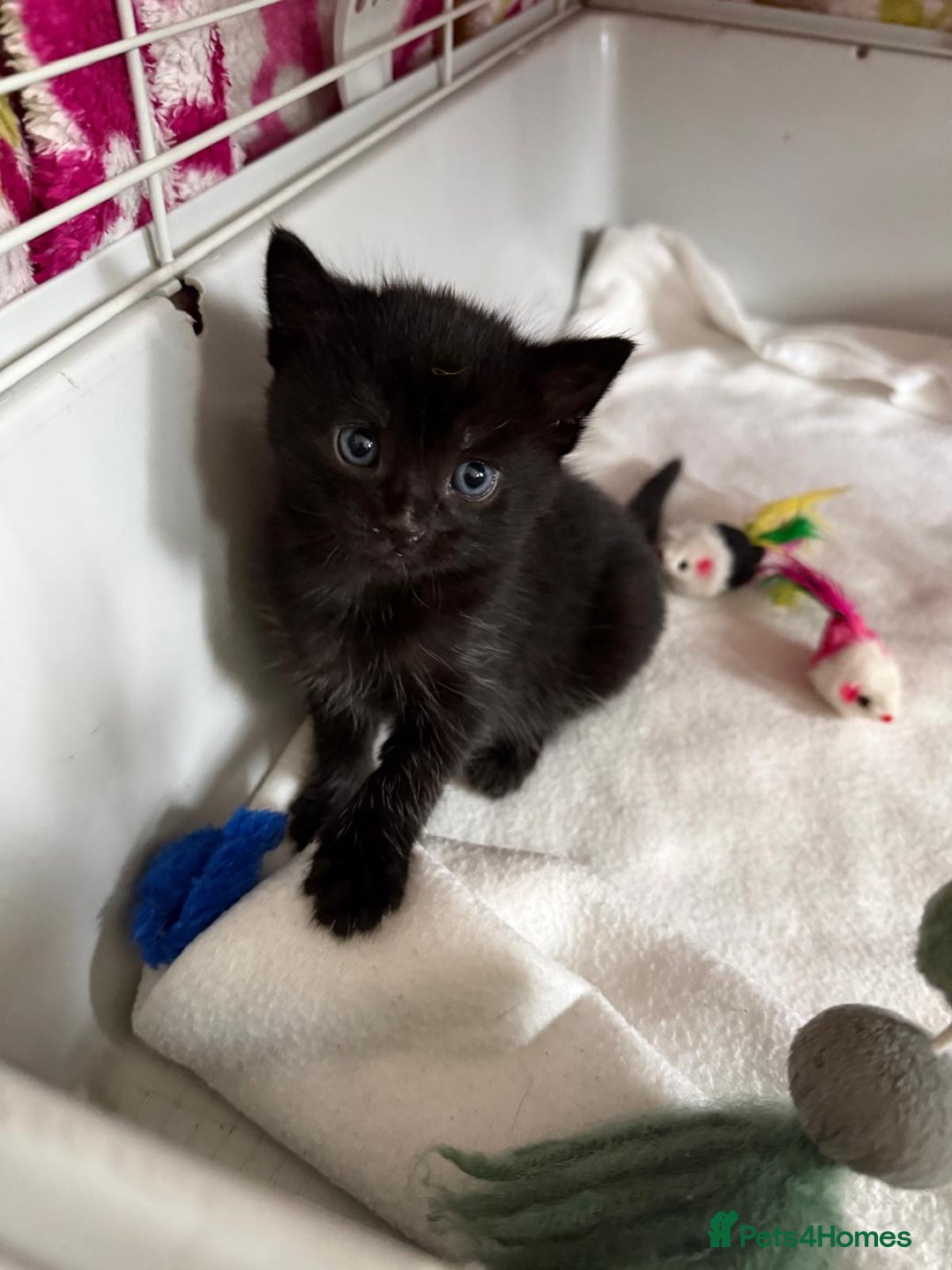 Mixed Breed cats for sale: adorable tuxedo kittens - Advert 21