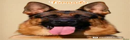 German Shepherd dogs for stud: Health Tested, Show Winner, Proven Stud Dog in London - Advert 5