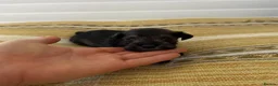 Miniature Schnauzer dogs for sale: Beautiful Pure Miniature Schnauzer Sweethearts  - Advert 8