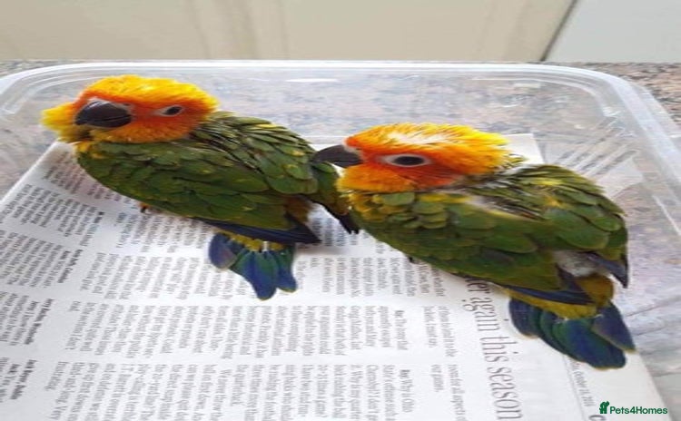 Parrots birds - Advert 18