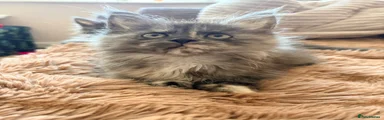 Maine Coon 1