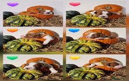 Welsh Springer Spaniel dogs for sale: Quality Welsh Springers | Exceptional homes only. - Image 4