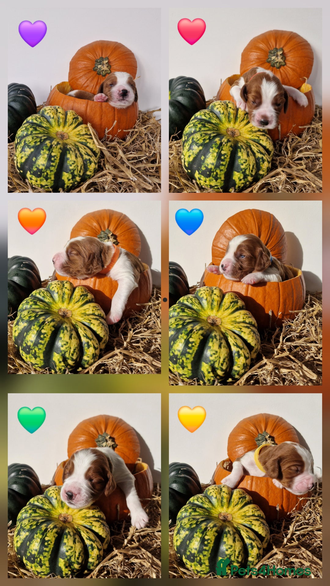 Welsh Springer Spaniel dogs for sale: Quality Welsh Springers | Exceptional homes only. - Image 4