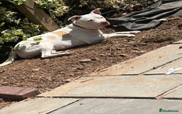 American Bulldog dogs for sale: American bulldog (READY TO GO) - Image 2