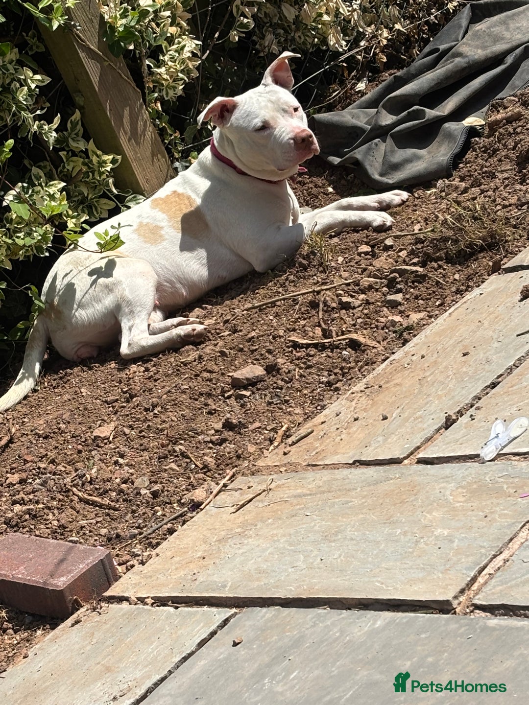 American Bulldog dogs for sale: American bulldog (READY TO GO) - Image 2