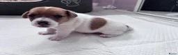 Jack Russell dogs for sale: Beautiful Jack Russell Puppies for Sale 🐶 - Advert 11