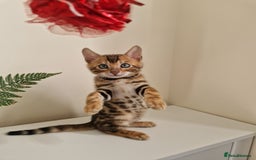 Bengal cats for sale: Stunning Glittered Pedigree Benga kittens  - Image 22