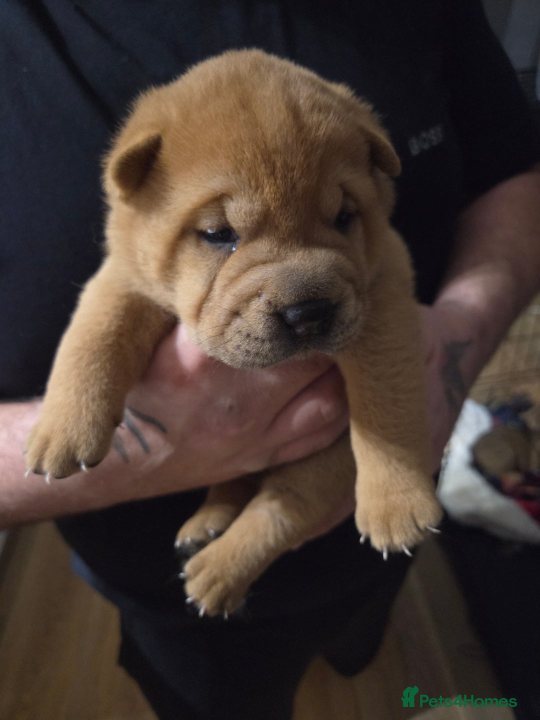 Mixed Breed dogs for sale: Chow Pei puppies - Advert 40